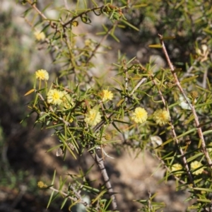 Acacia ulicifolia at Cotter River, ACT - 25 Sep 2018 10:32 AM