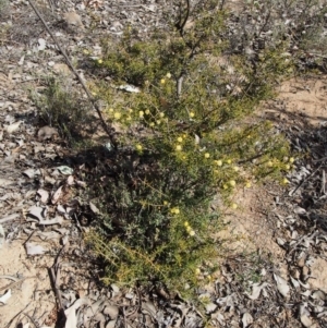 Acacia ulicifolia at Cotter River, ACT - 25 Sep 2018 10:32 AM