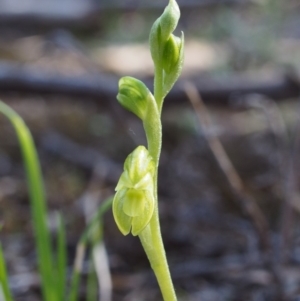 Hymenochilus sp. at Cotter River, ACT - 25 Sep 2018