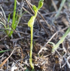 Hymenochilus sp. at Cotter River, ACT - 25 Sep 2018