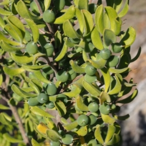 Persoonia rigida at Cotter River, ACT - 25 Sep 2018 10:01 AM