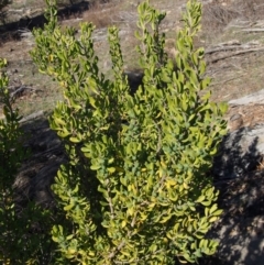 Persoonia rigida at Cotter River, ACT - 25 Sep 2018 10:01 AM