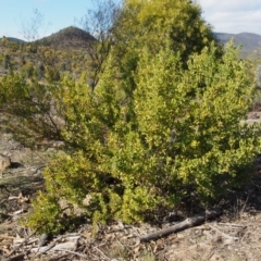 Persoonia rigida at Cotter River, ACT - 25 Sep 2018 10:01 AM