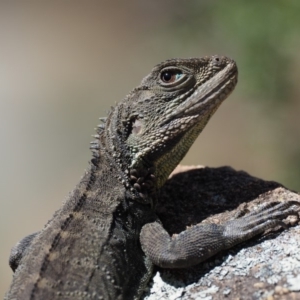 Intellagama lesueurii howittii at Cotter River, ACT - 25 Sep 2018