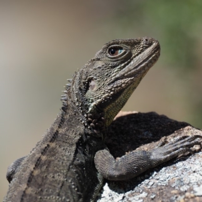 Intellagama lesueurii howittii (Gippsland Water Dragon) at Lower Cotter Catchment - 25 Sep 2018 by KenT