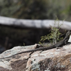 Intellagama lesueurii howittii at Cotter River, ACT - 25 Sep 2018 10:33 AM