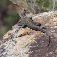 Intellagama lesueurii howittii at Cotter River, ACT - 25 Sep 2018 10:33 AM