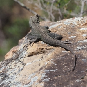 Intellagama lesueurii howittii at Cotter River, ACT - 25 Sep 2018 10:33 AM