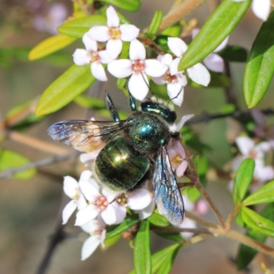 Xylocopa (Lestis) aerata (Golden-Green Carpenter Bee) at Acton, ACT - 27 Sep 2018 by TimL