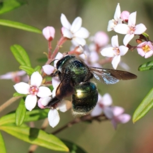 Xylocopa (Lestis) aerata at Acton, ACT - 27 Sep 2018 01:49 PM