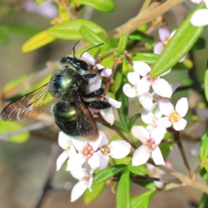 Xylocopa (Lestis) aerata at Acton, ACT - 27 Sep 2018