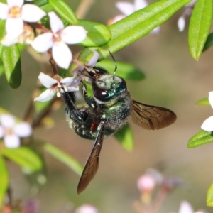 Xylocopa (Lestis) aerata at Acton, ACT - 27 Sep 2018