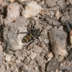 Zodariidae (family) (Unidentified Ant spider or Spotted ground spider) at Paddys River, ACT - 25 Sep 2018 by SWishart