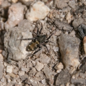 Zodariidae (family) at Paddys River, ACT - 25 Sep 2018