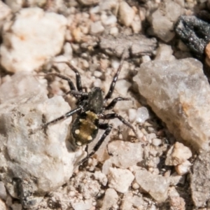 Zodariidae (family) at Paddys River, ACT - 25 Sep 2018