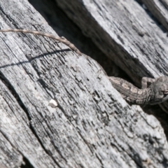 Amphibolurus muricatus (Jacky Lizard) at Tidbinbilla Nature Reserve - 25 Sep 2018 by SWishart