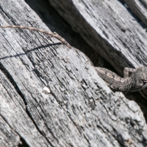 Amphibolurus muricatus at Paddys River, ACT - 25 Sep 2018