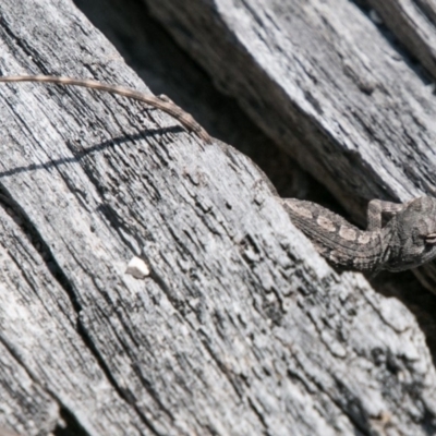 Amphibolurus muricatus (Jacky Lizard) at Paddys River, ACT - 25 Sep 2018 by SWishart