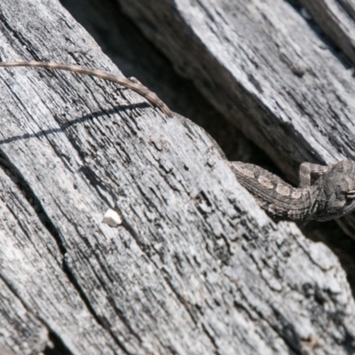 Amphibolurus muricatus (Jacky Lizard) at Tidbinbilla Nature Reserve - 25 Sep 2018 by SWishart