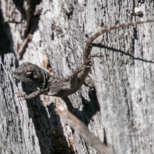 Amphibolurus muricatus at Paddys River, ACT - 25 Sep 2018