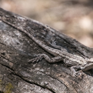 Amphibolurus muricatus at Paddys River, ACT - 25 Sep 2018