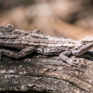 Amphibolurus muricatus at Paddys River, ACT - 25 Sep 2018