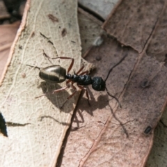 Dolichoderus scabridus (Dolly ant) at Paddys River, ACT - 25 Sep 2018 by SWishart