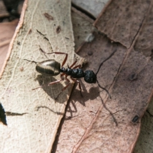 Dolichoderus scabridus at Paddys River, ACT - 25 Sep 2018 01:07 PM