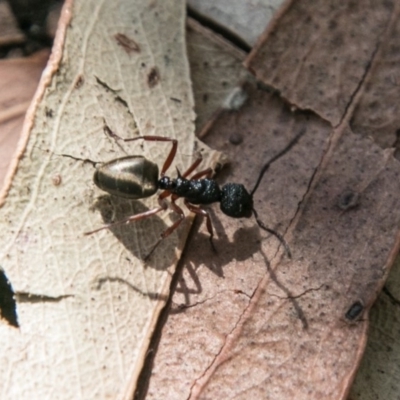 Dolichoderus scabridus (Dolly ant) at Paddys River, ACT - 25 Sep 2018 by SWishart