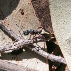 Dolichoderus scabridus at Paddys River, ACT - 25 Sep 2018 01:07 PM