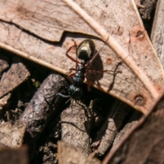 Dolichoderus scabridus at Paddys River, ACT - 25 Sep 2018 01:07 PM