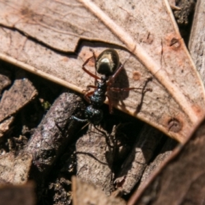 Dolichoderus scabridus at Paddys River, ACT - 25 Sep 2018 01:07 PM