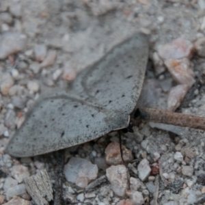 Taxeotis intermixtaria at Paddys River, ACT - 25 Sep 2018