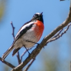 Petroica boodang (Scarlet Robin) at Paddys River, ACT - 25 Sep 2018 by SWishart