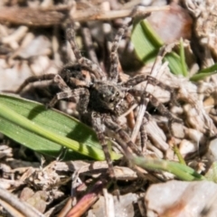 Lycosidae (family) (Wolf spider) at Paddys River, ACT - 25 Sep 2018 by SWishart