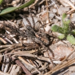 Lycosidae (family) at Paddys River, ACT - 25 Sep 2018 11:09 AM