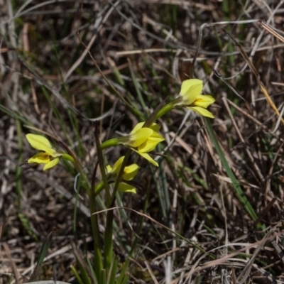 Diuris chryseopsis (Golden Moth) at Murrumbateman, NSW - 27 Sep 2018 by SallyandPeter