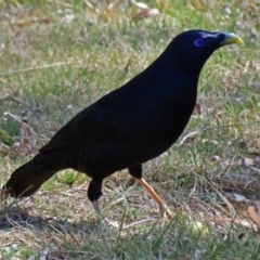 Ptilonorhynchus violaceus (Satin Bowerbird) at Macarthur, ACT - 27 Sep 2018 by RodDeb