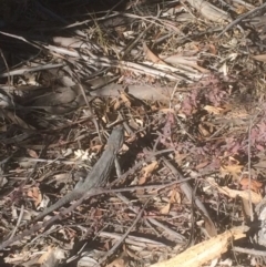 Pogona barbata (Eastern Bearded Dragon) at Hughes Grassy Woodland - 27 Sep 2018 by KL