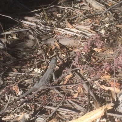 Pogona barbata (Eastern Bearded Dragon) at Red Hill to Yarralumla Creek - 27 Sep 2018 by KL