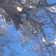 Callocephalon fimbriatum at Hughes, ACT - suppressed