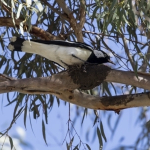 Grallina cyanoleuca at Parkes, ACT - 27 Sep 2018