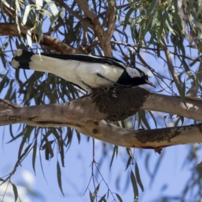 Grallina cyanoleuca (Magpie-lark) at Parkes, ACT - 27 Sep 2018 by AlisonMilton