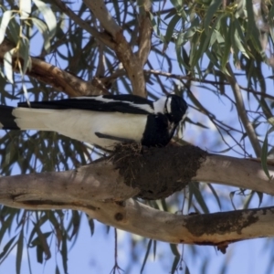 Grallina cyanoleuca at Parkes, ACT - 27 Sep 2018