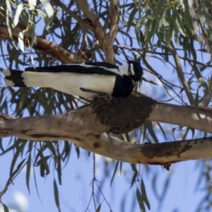 Grallina cyanoleuca at Parkes, ACT - 27 Sep 2018