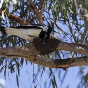 Grallina cyanoleuca at Parkes, ACT - 27 Sep 2018