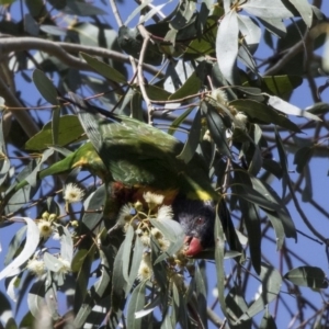 Trichoglossus moluccanus at Parkes, ACT - 27 Sep 2018