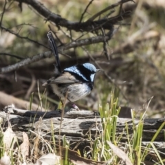 Malurus cyaneus (Superb Fairywren) at Acton, ACT - 27 Sep 2018 by AlisonMilton