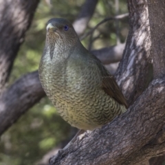 Ptilonorhynchus violaceus (Satin Bowerbird) at Acton, ACT - 27 Sep 2018 by AlisonMilton