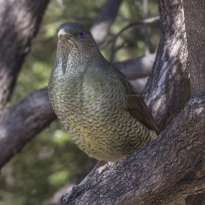Ptilonorhynchus violaceus (Satin Bowerbird) at Acton, ACT - 27 Sep 2018 by AlisonMilton